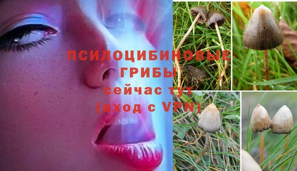 стаф Магадан